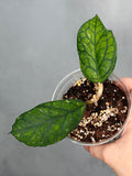 Hoya 'Irina'