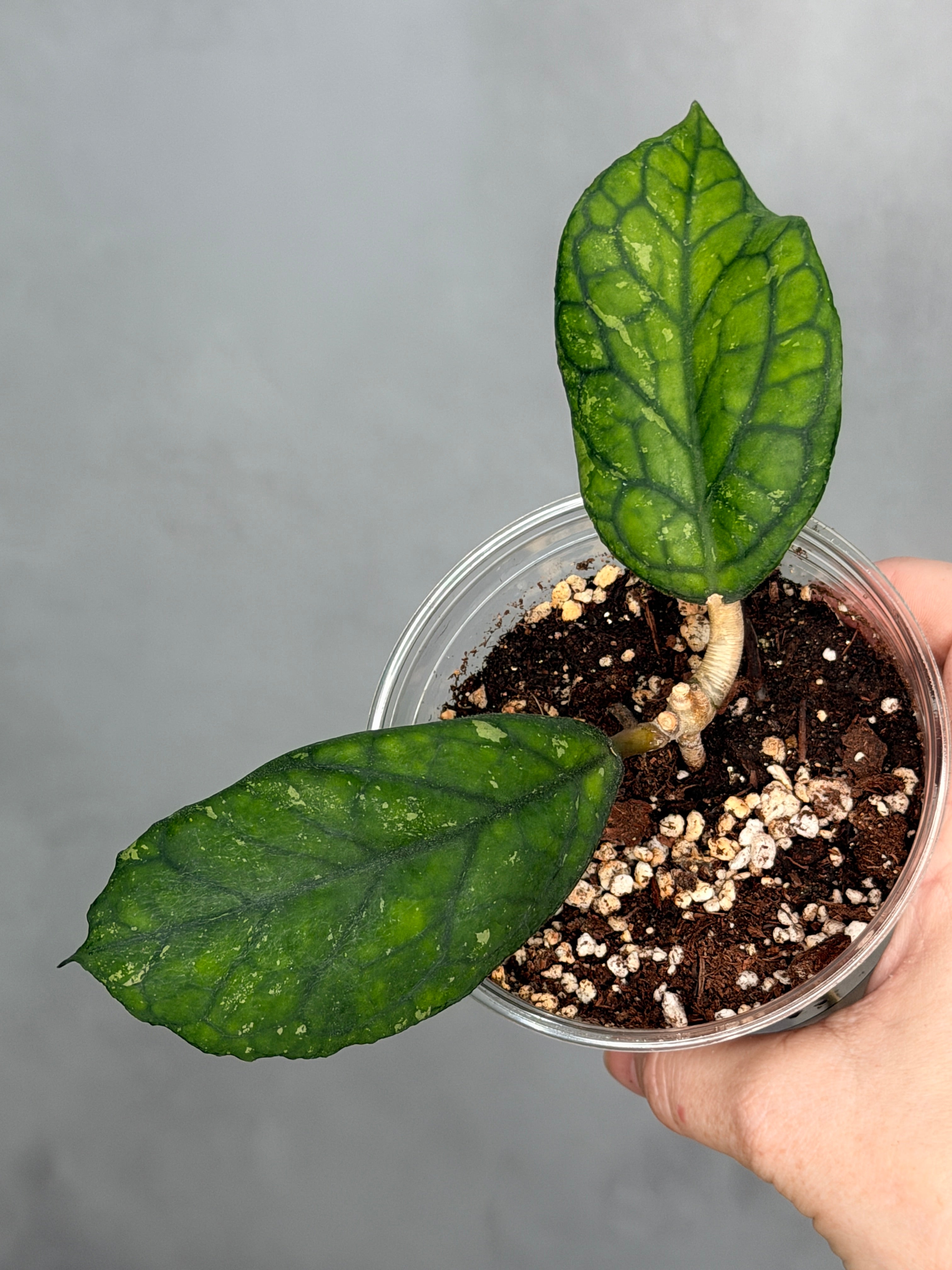 Hoya 'Irina'
