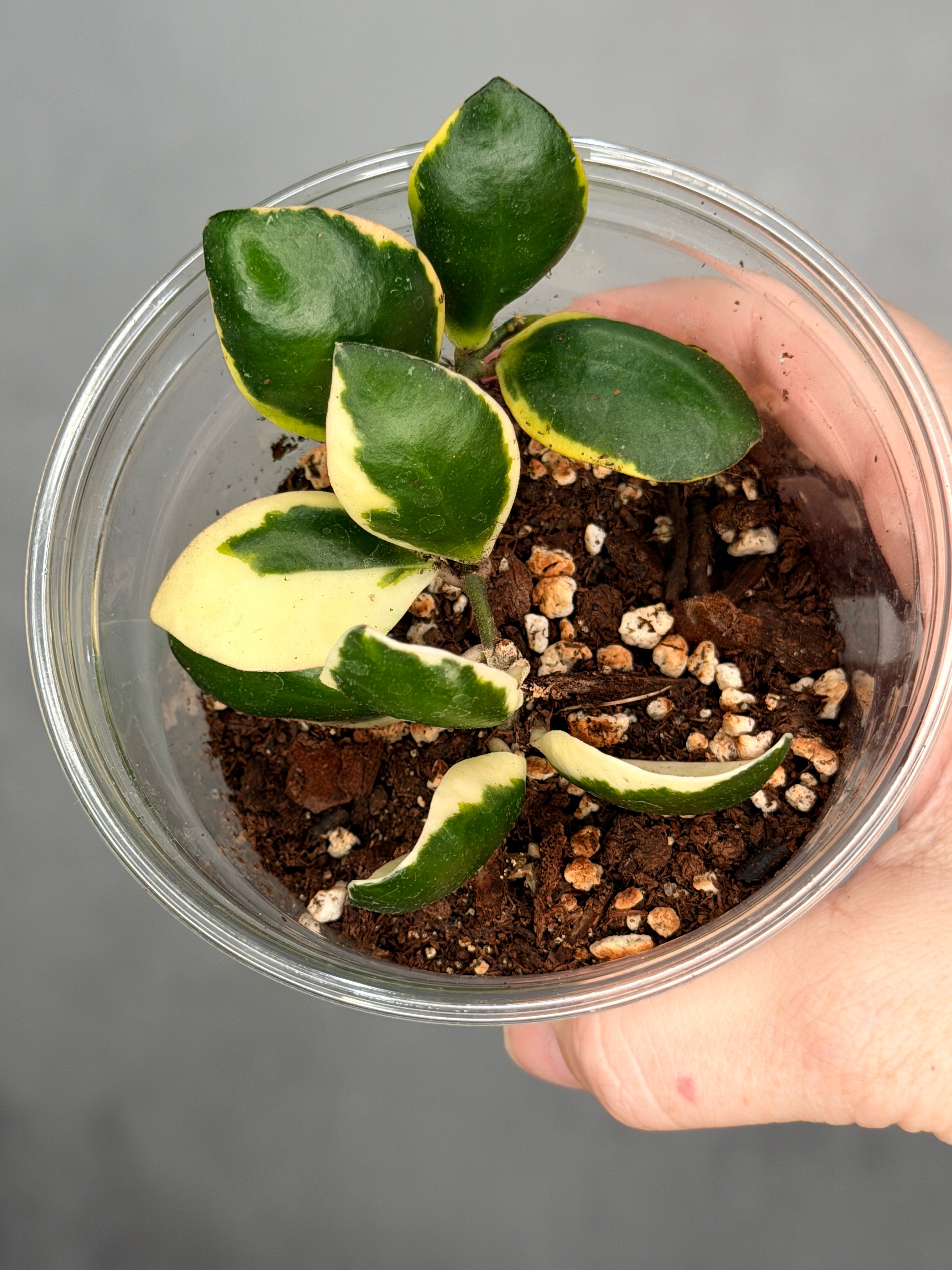 Hoya incurvula ‘Palta’
