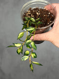 Hoya lacunosa (inner variegated)
