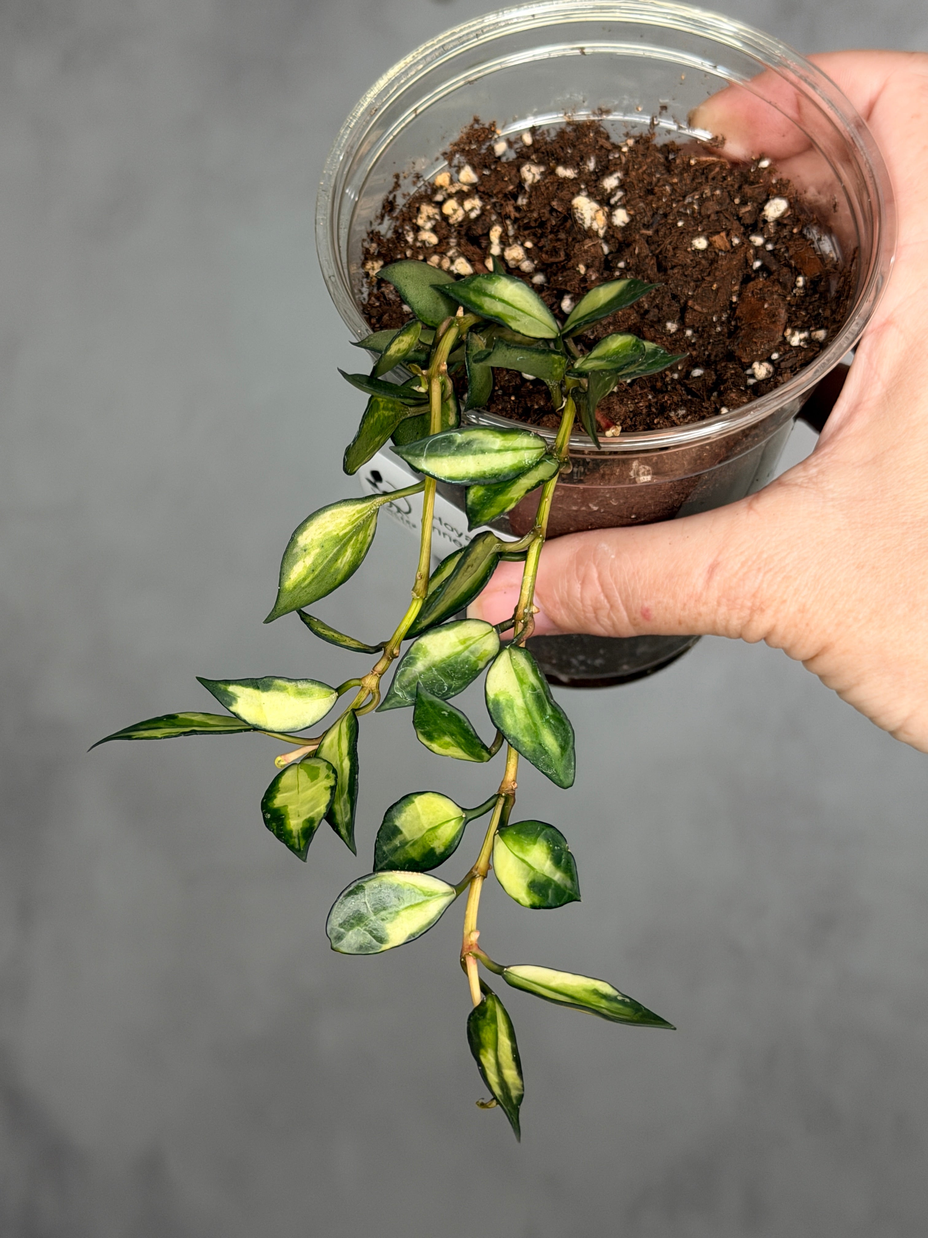 Hoya lacunosa (inner variegated)