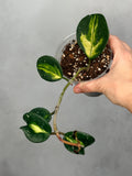 Hoya obovata (inner variegated)