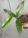 Hoya pubicalyx (splash)1