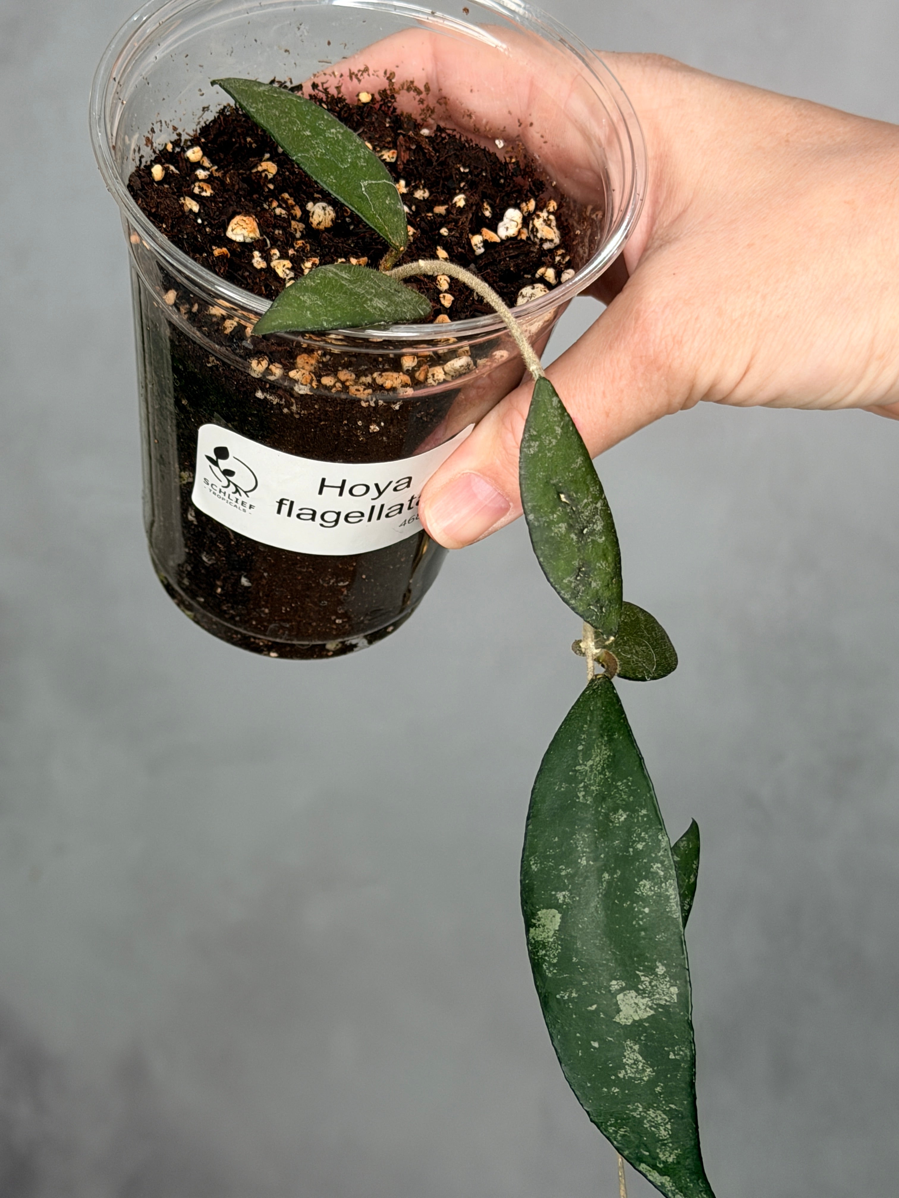 Hoya flagellata