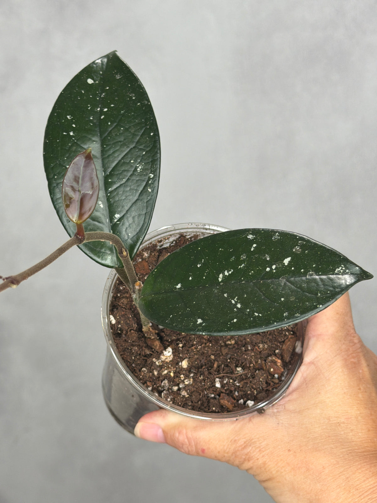 Hoya carnosa (Indonesia)