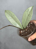 Hoya pubicalyx 'Pink Silver Ghost'