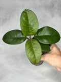 Hoya ‘Colonel Meekins’