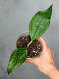 Hoya 'Germany'