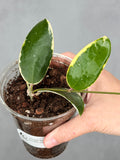Hoya verticillata (outer variegated)