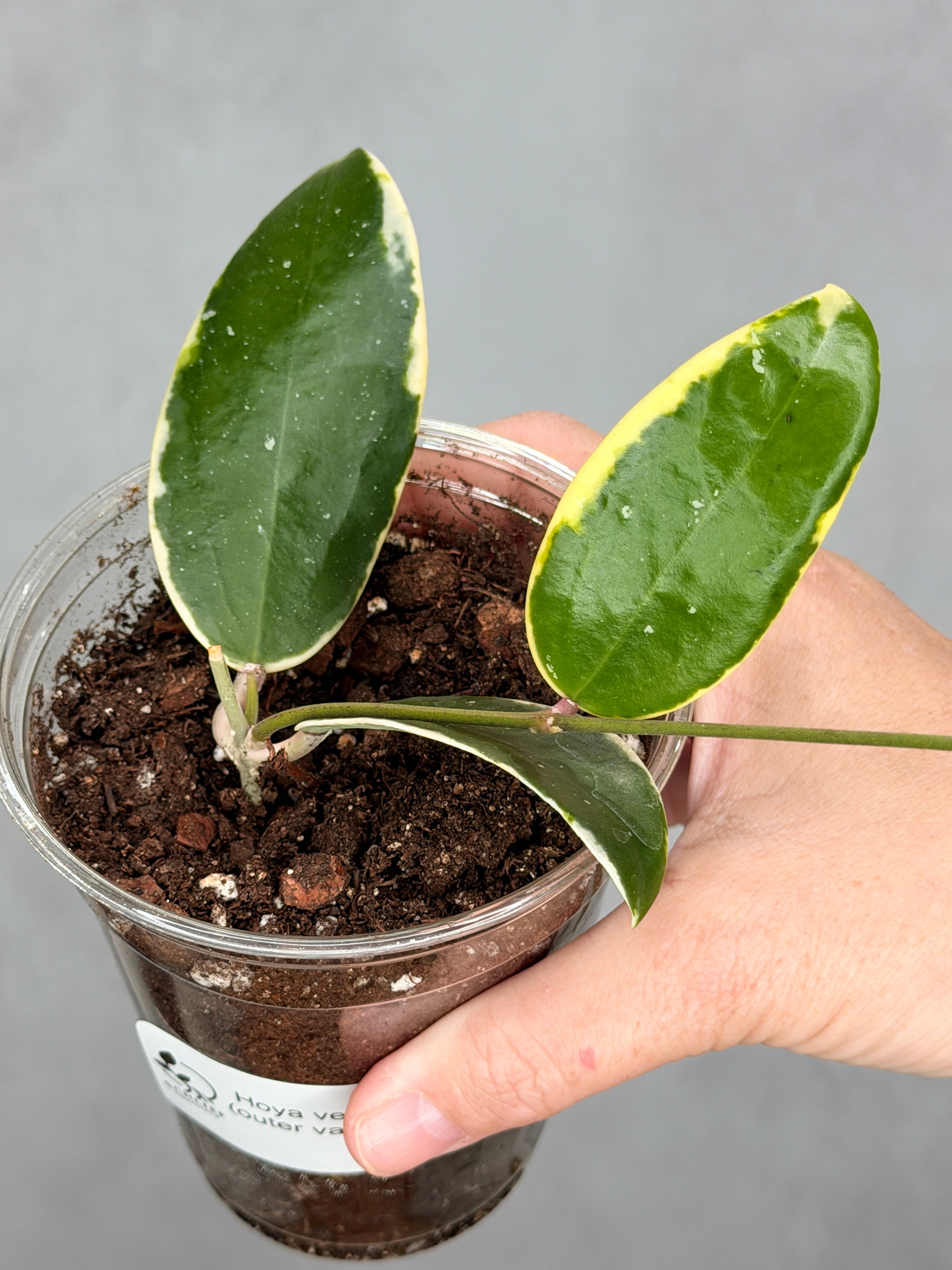 Hoya verticillata (outer variegated)