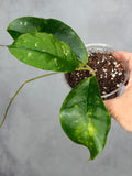 Hoya mitrata