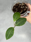 Hoya sp. RCX 50