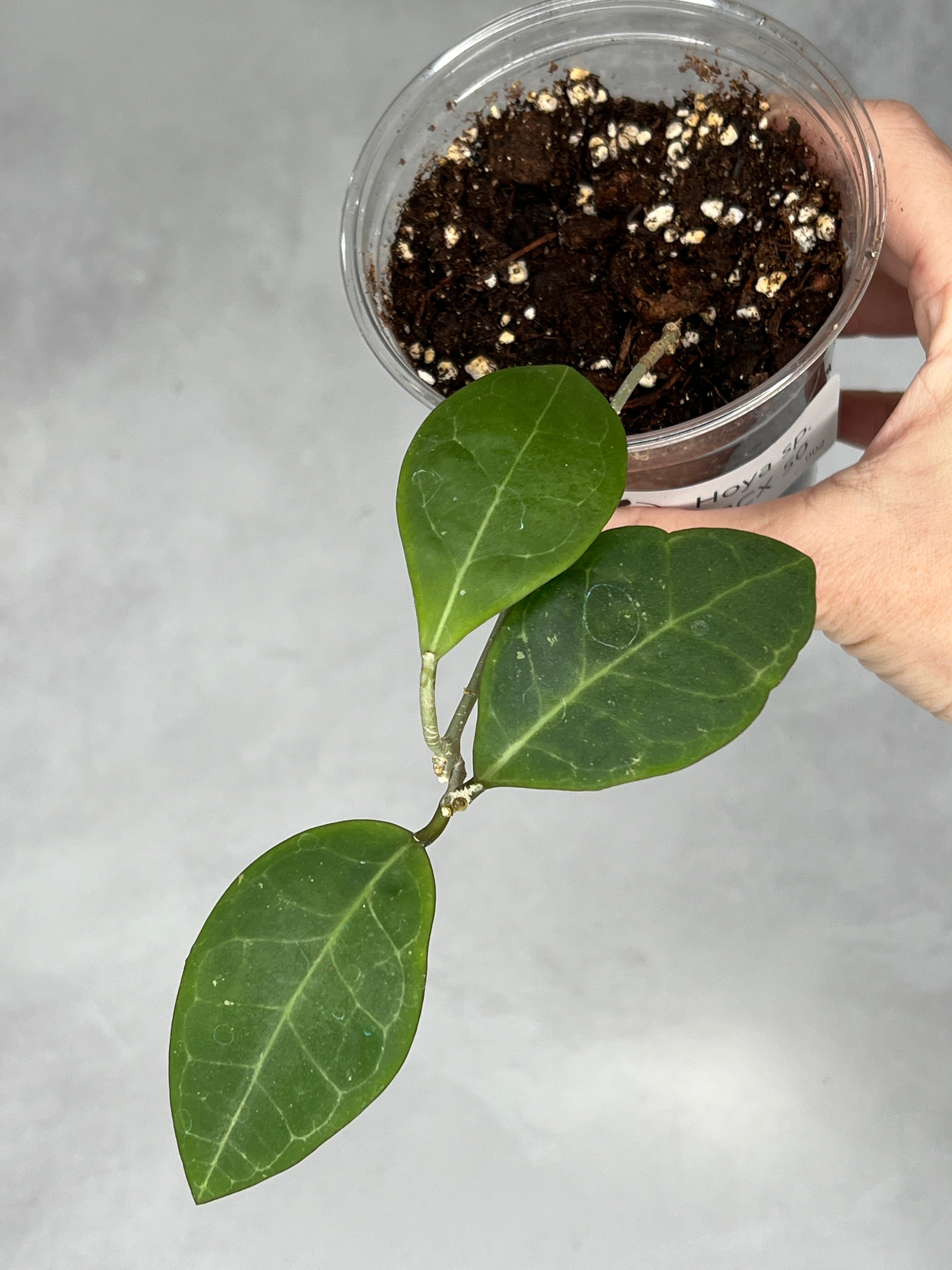 Hoya sp. RCX 50