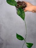 Hoya naumannii