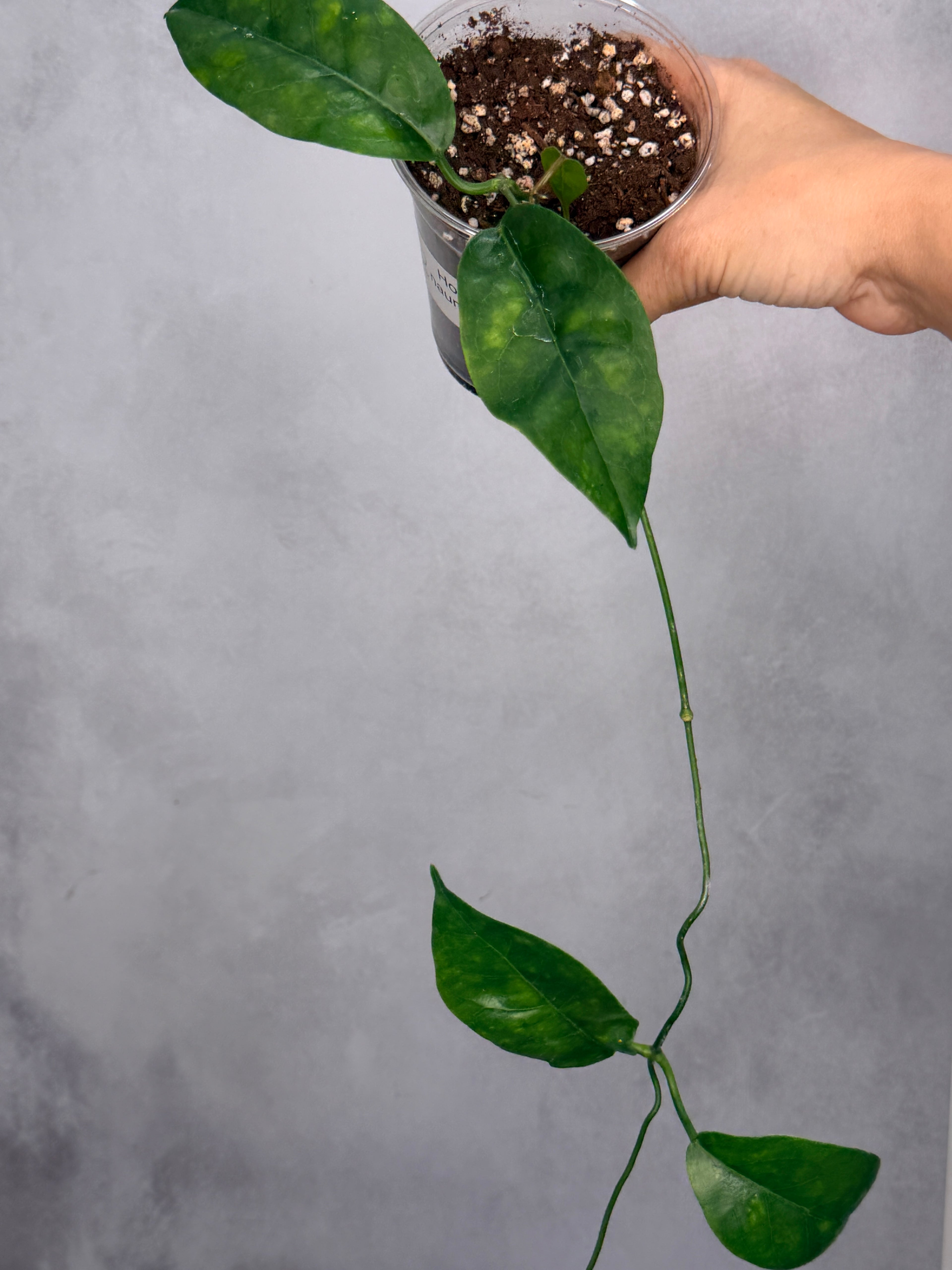 Hoya naumannii