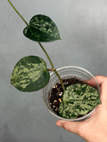 Hoya latifolia 'MRH'
