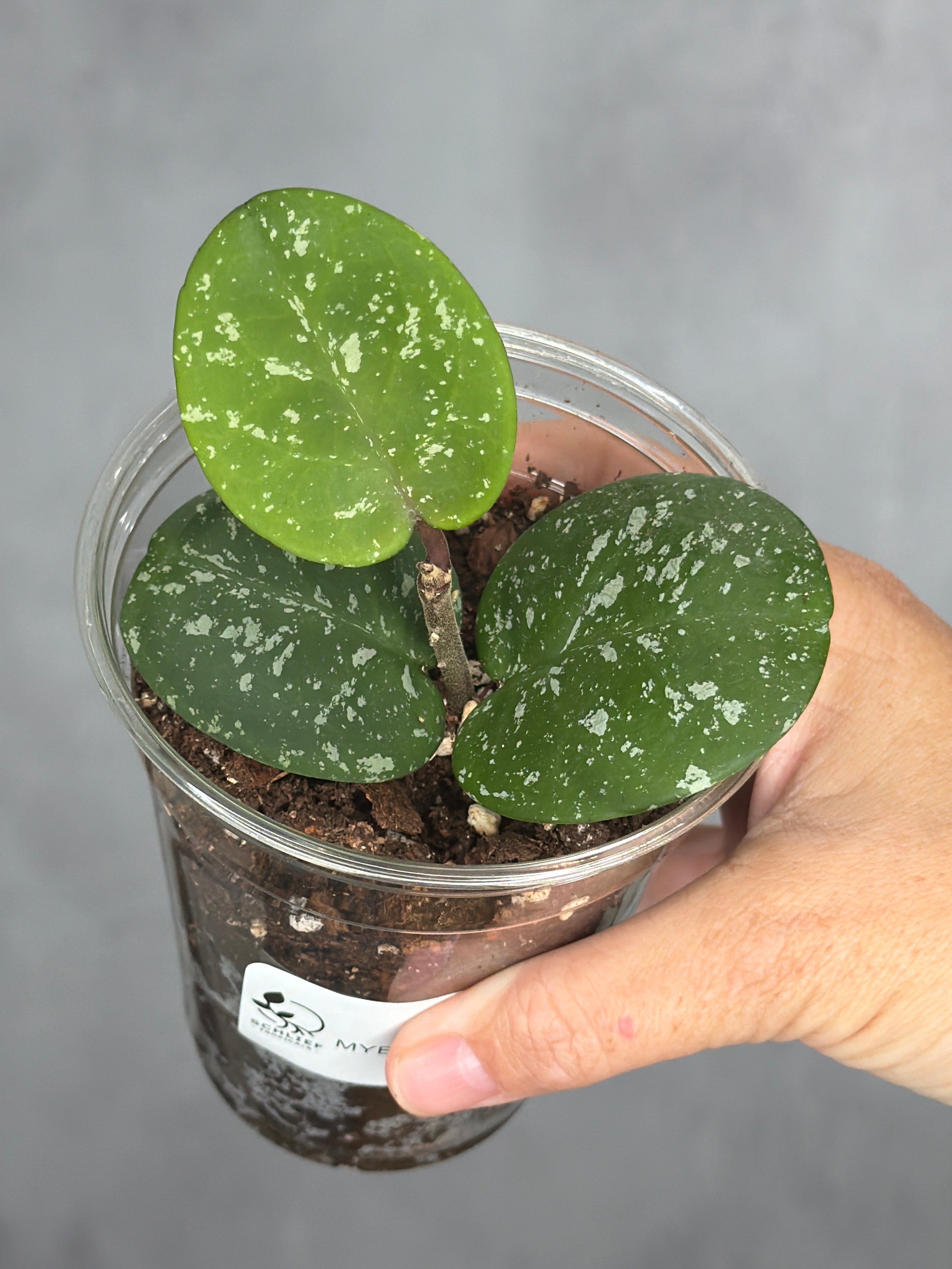 Hoya 'Apple' MYB2022AL004-16