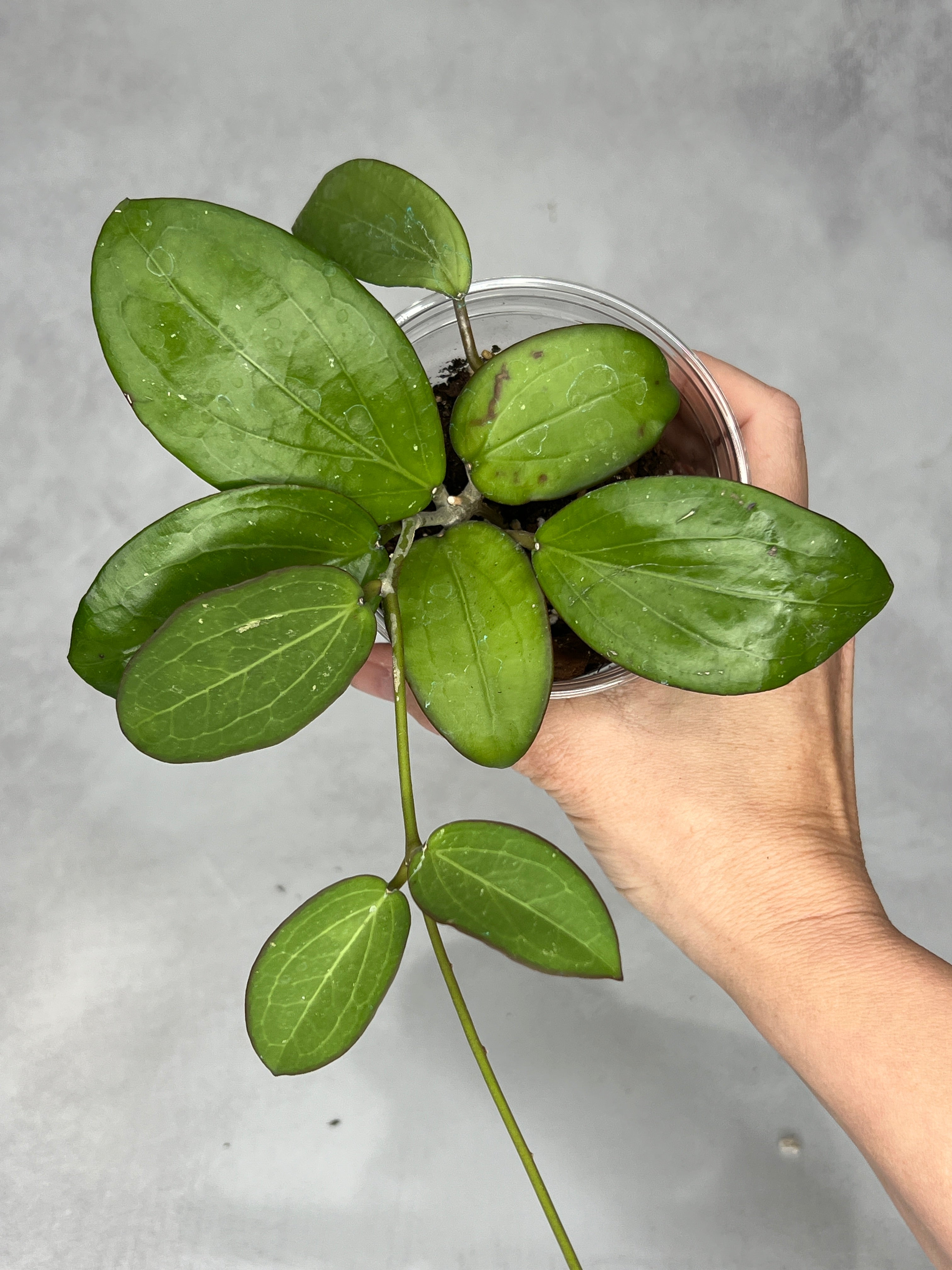 Hoya erythrina x ‘Jennifer’