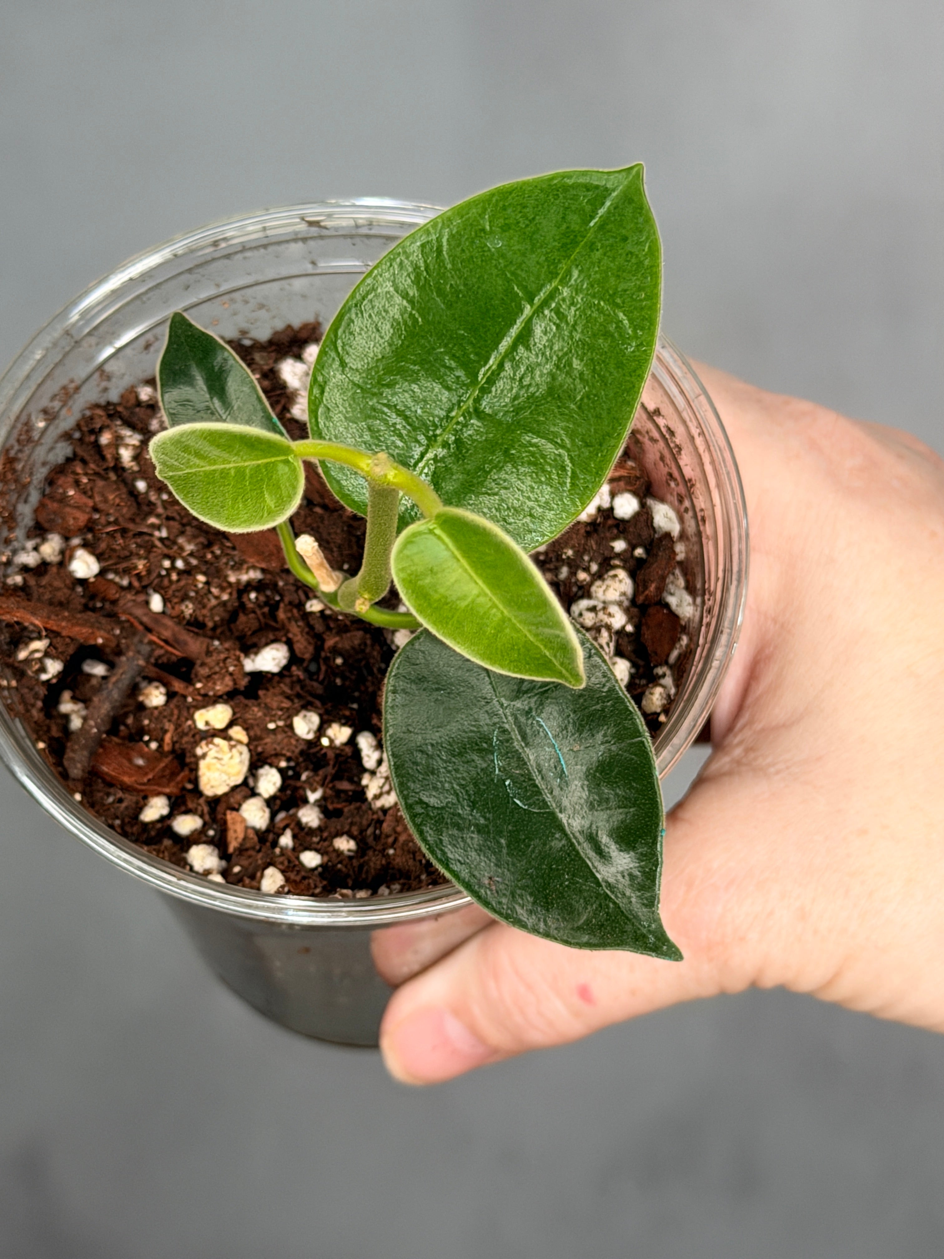 Hoya madulidii