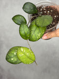 Hoya 'Larisa'
