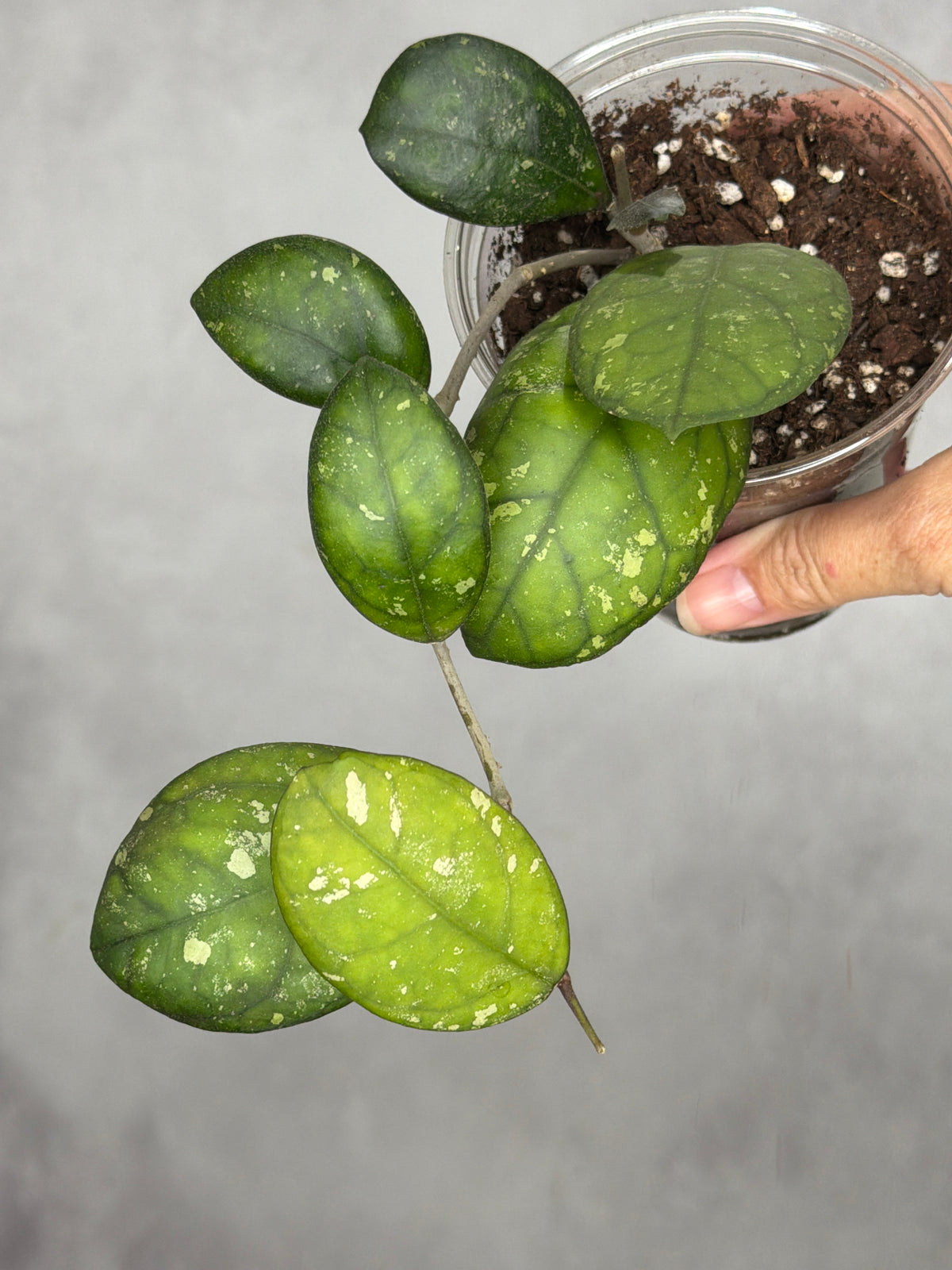 Hoya 'Larisa'