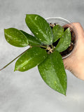 Hoya pottsii (splash)