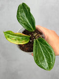 Hoya merrillii