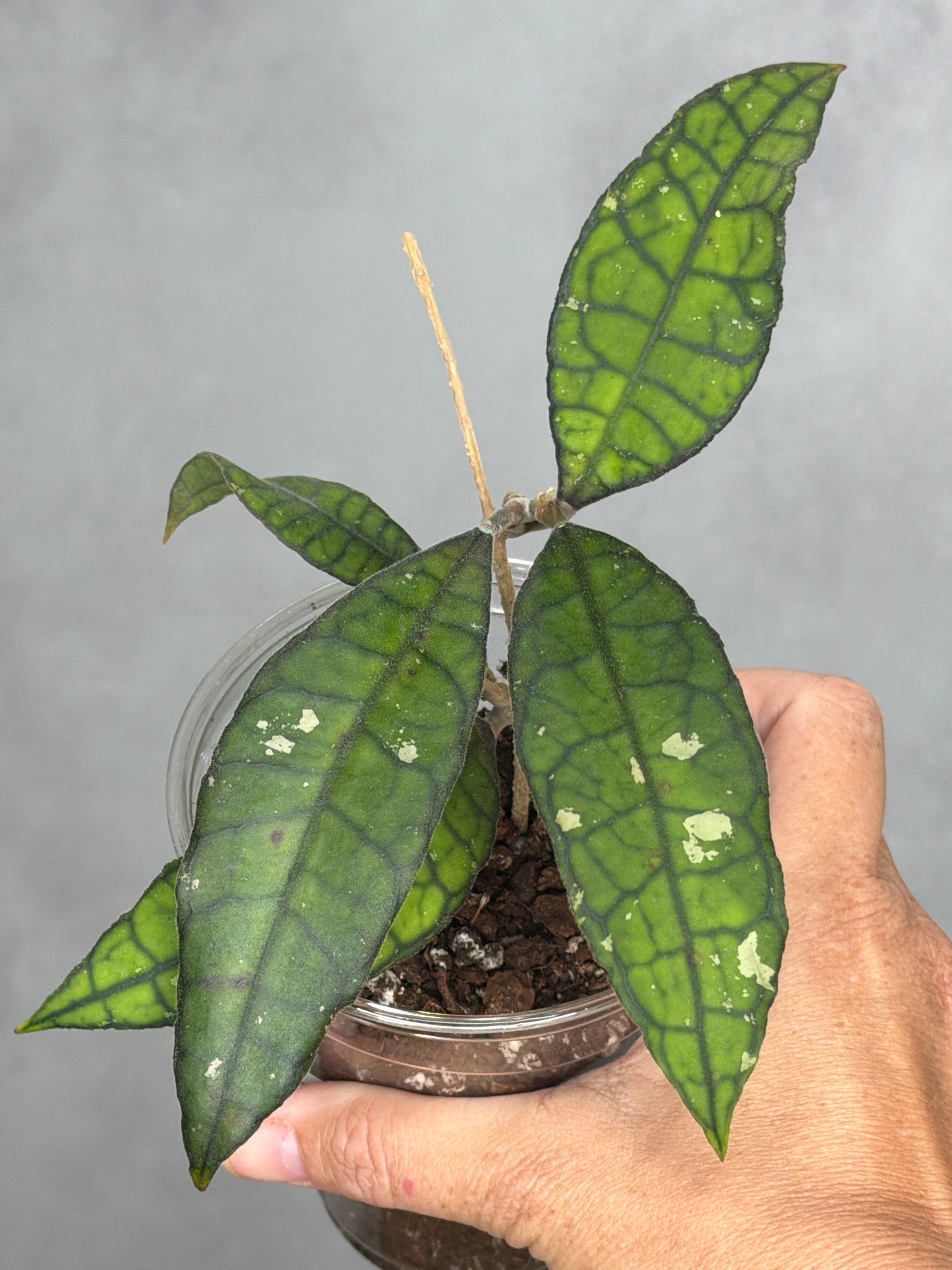 Hoya sp. AH030