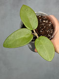 Hoya ‘Silver Dollar’