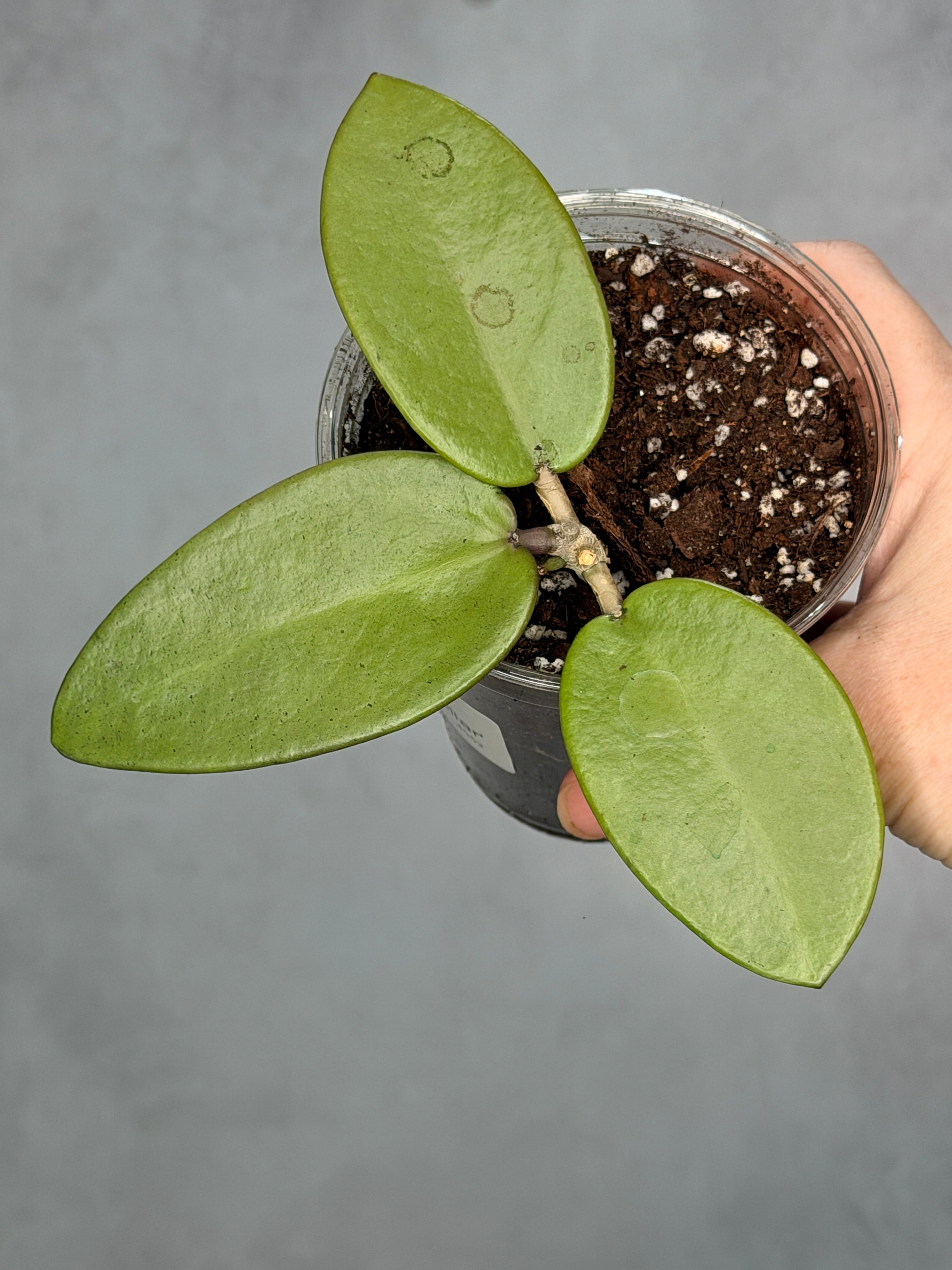Hoya ‘Silver Dollar’