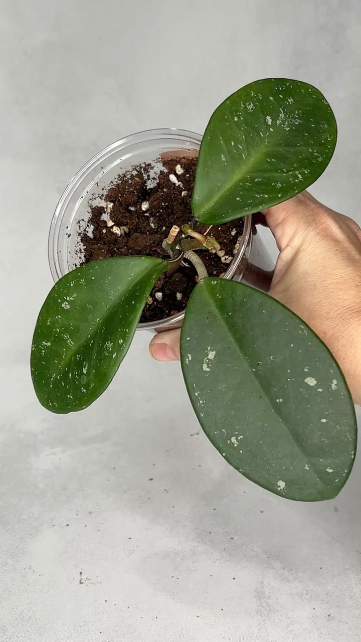 Hoya carnosa ‘Dapple Grey’