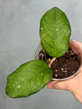 Hoya sp. AH 1025