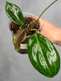Hoya  quinquenervia