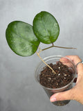 Hoya 'RIcardo'
