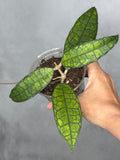 Hoya sp. AH030 1