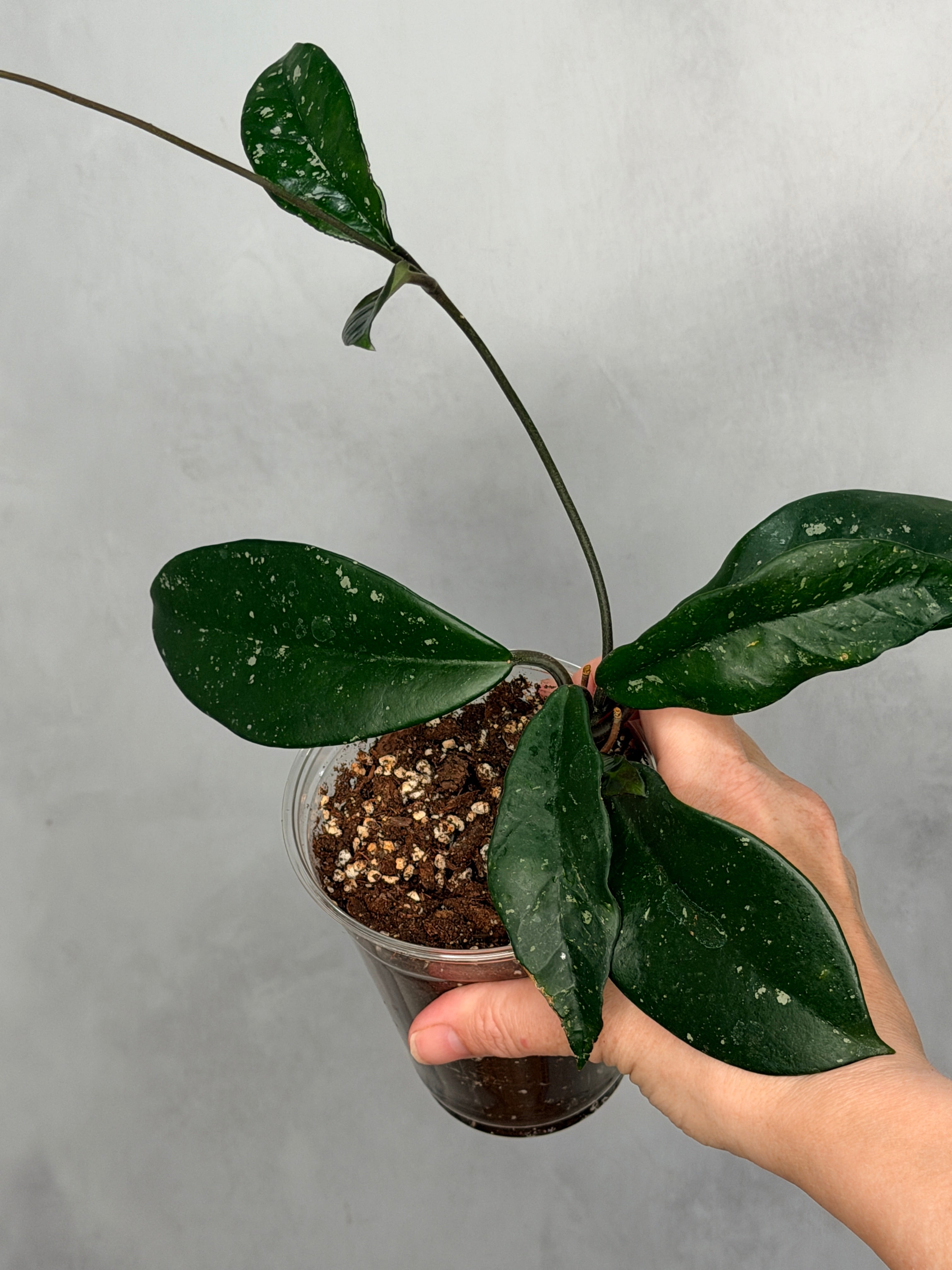 Hoya ‘Wildflower’