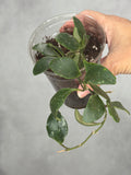 Hoya isabelchanae