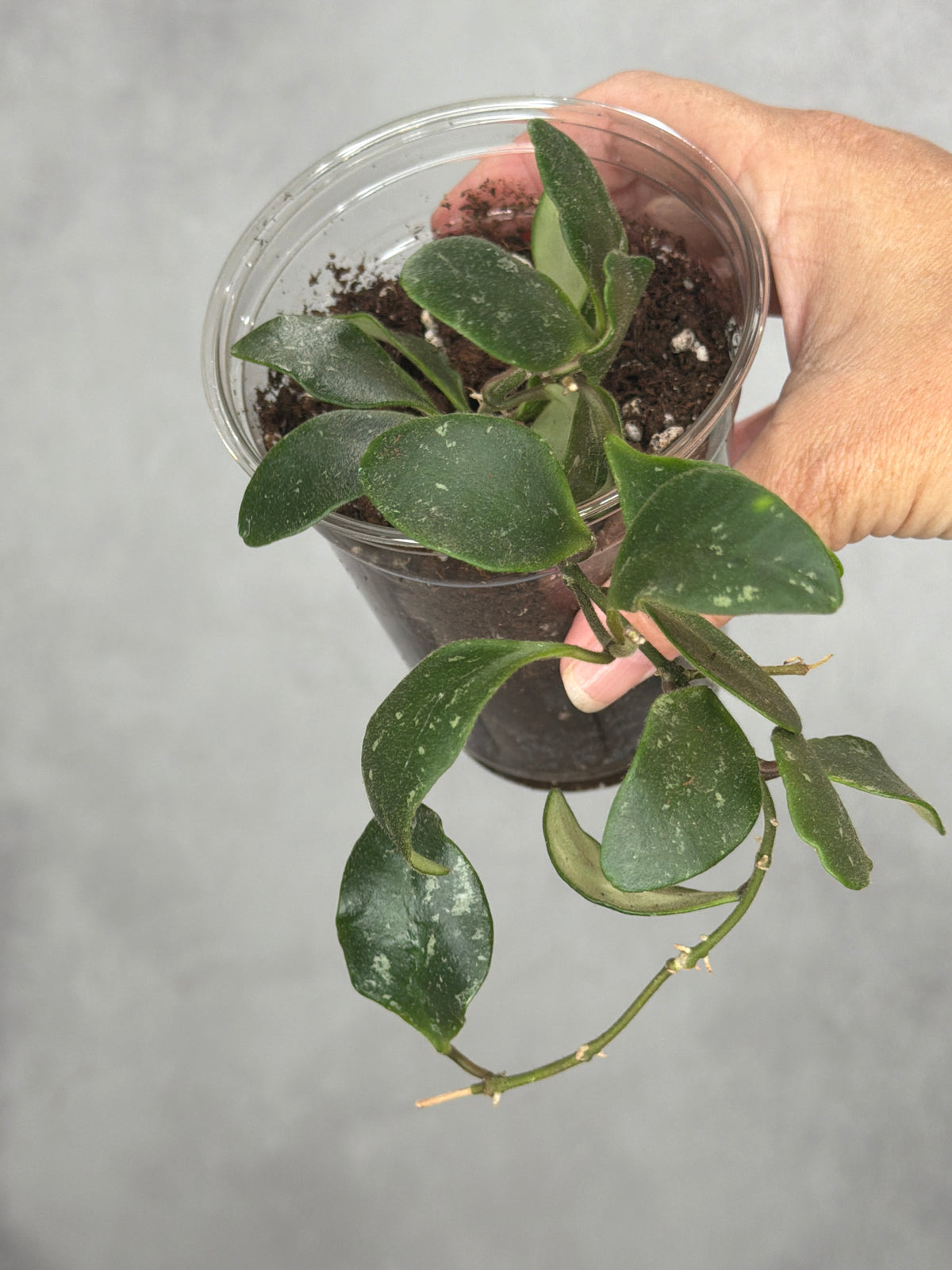 Hoya isabelchanae