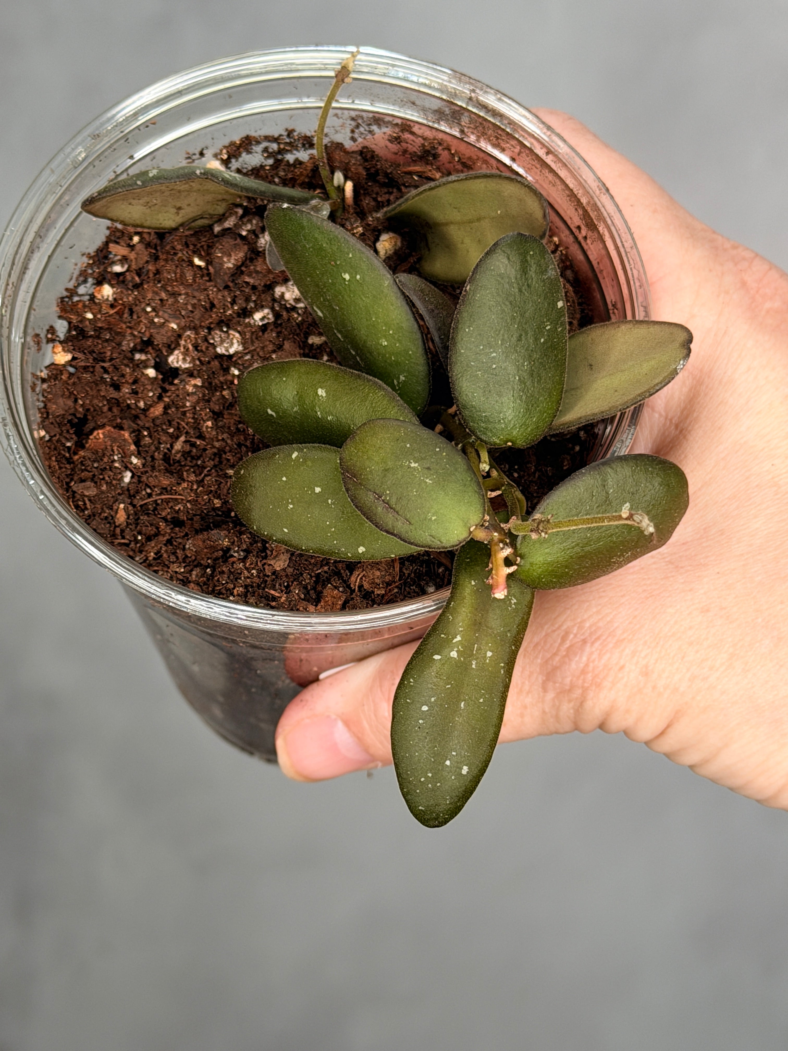 Hoya sp. GPS 7240