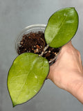Hoya sp. KSB01