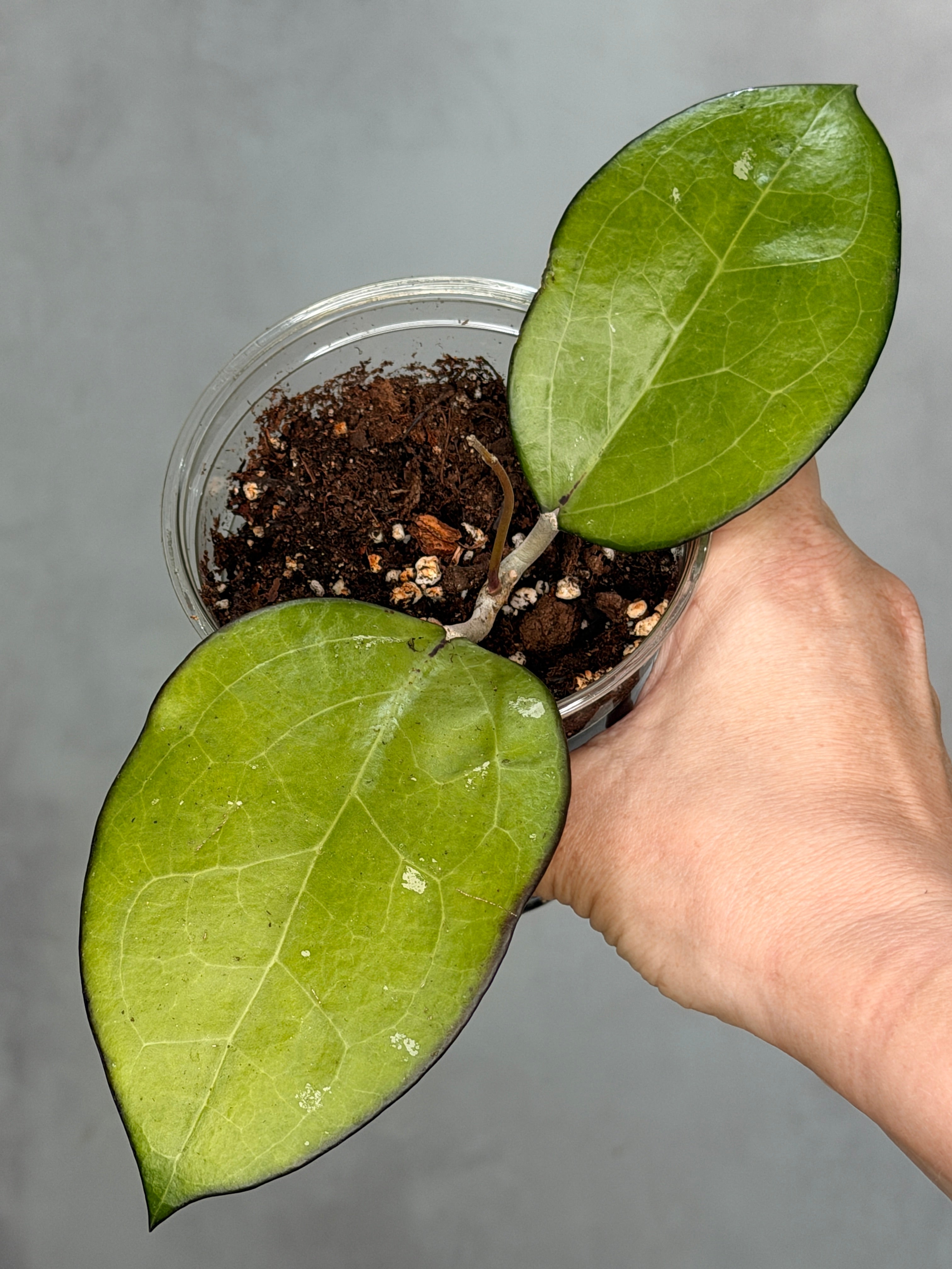 Hoya sp. KSB01