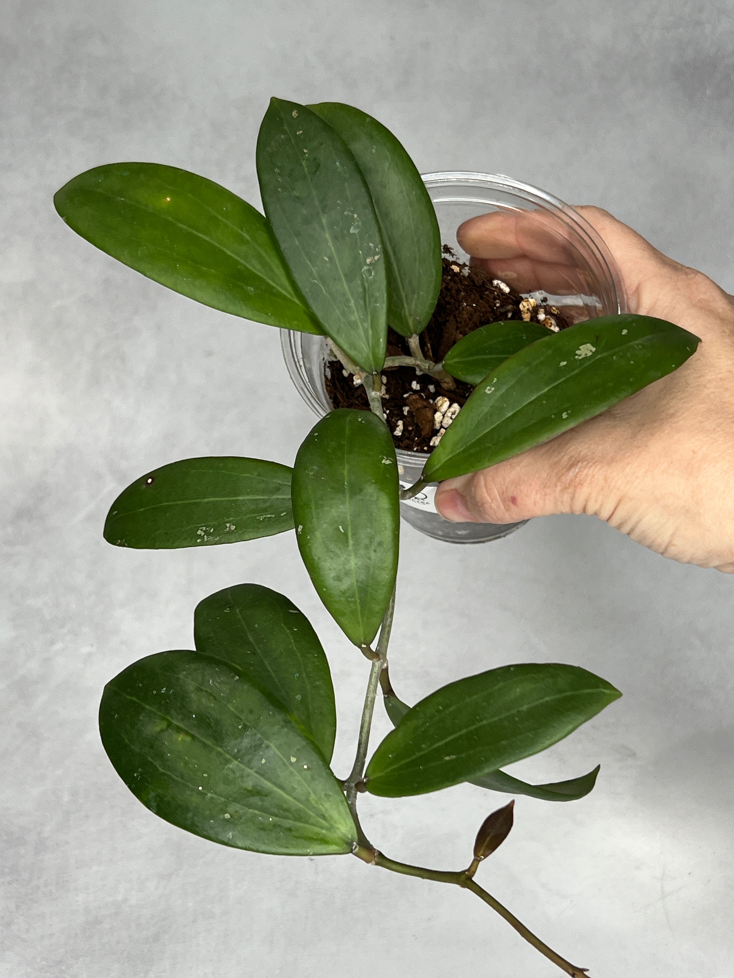 Hoya bhutanica – Schlief Tropicals