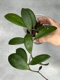 Hoya bhutanica