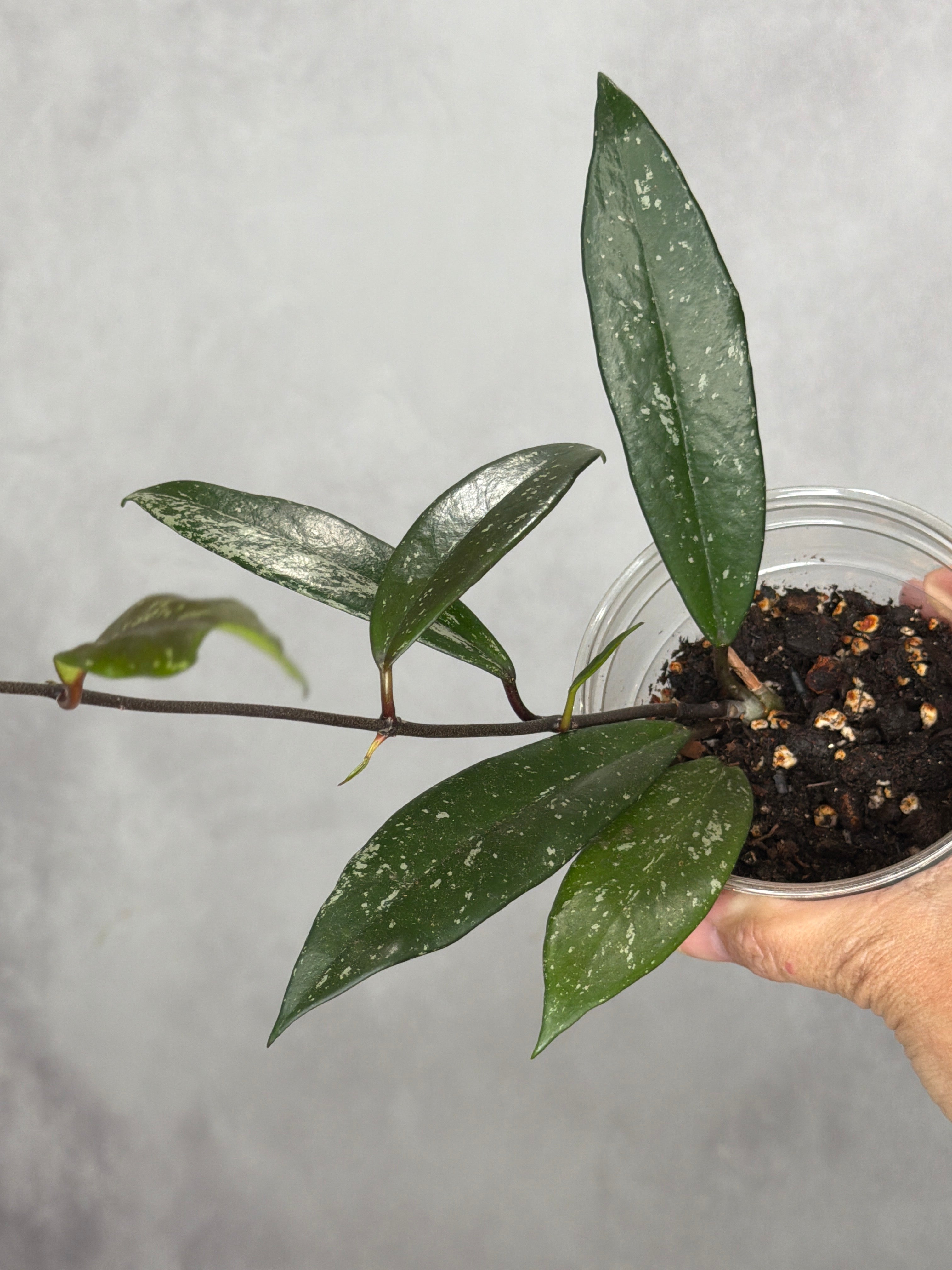 Hoya pubicalyx 'Black Dragon'1