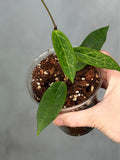 Hoya ‘Love Affair’ GTX01-01