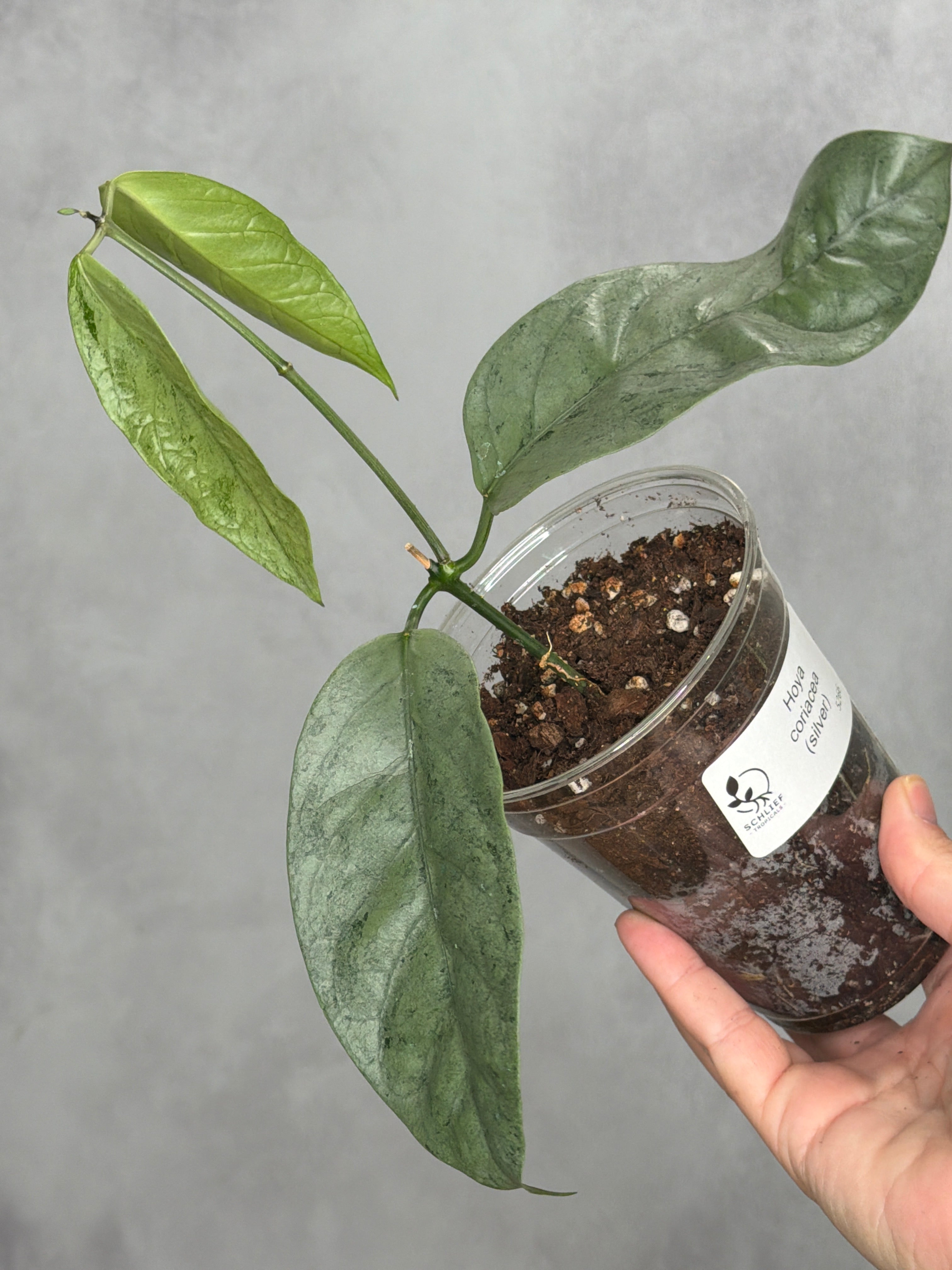 Hoya coriacea (silver)