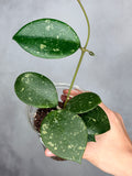 Hoya ‘Ms. AnnieLynn’