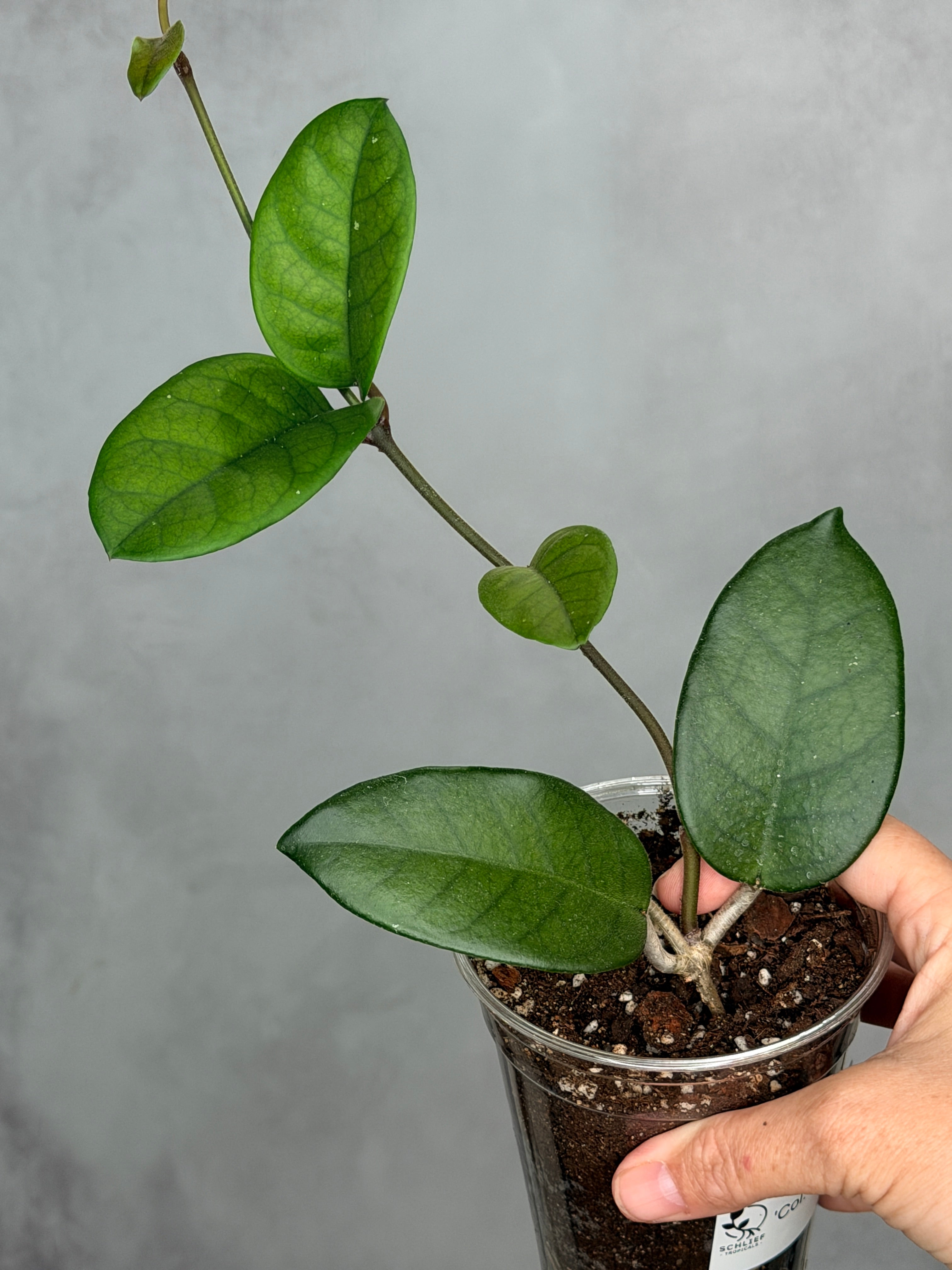 Hoya 'Col. Meekins' 1