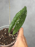 Hoya sp. Rindu Rafflesia