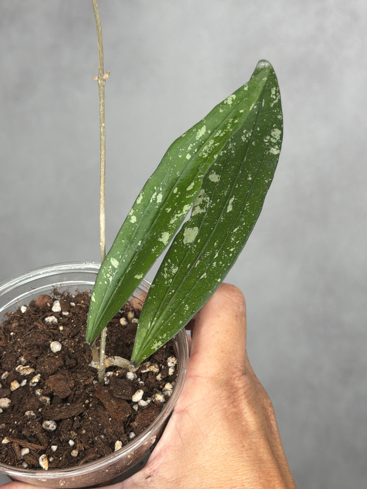 Hoya sp. Rindu Rafflesia